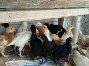 Lovely layer chicks looking to move out of home