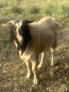 Boer Billy Goats