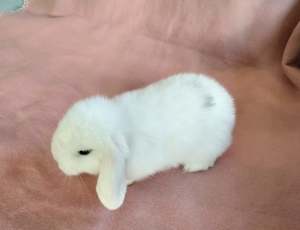 Pure bred mini lop baby rabbits $80 ONE LEFT