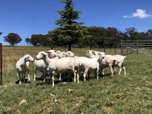 Australian White Ewes and Rams