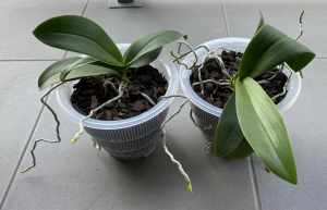 Two Orchids in Vented Pots