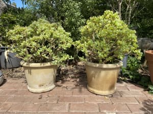 Mature succulent plants in nice pots around 600mm high