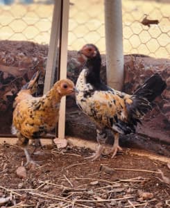 (sold) Romas Garden Chickens (chicks, hens, Roosters)