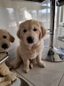 Purebred Golden Retriever Puppies, Ready to go now!