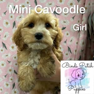 Mini Cavoodle Puppies - 1 boy 1 girl left