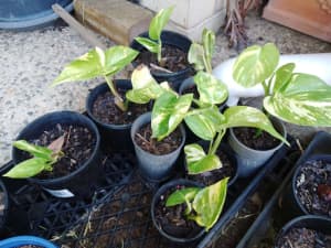 Pothos plants