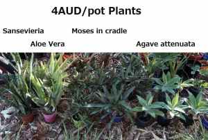4AUD/pot Plants