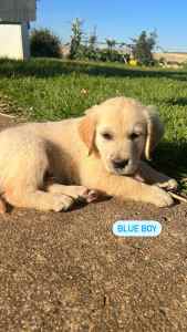 GOLDEN RETRIEVER PUPPIES - ready for new home