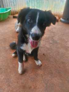 Purebred papered border collie pup