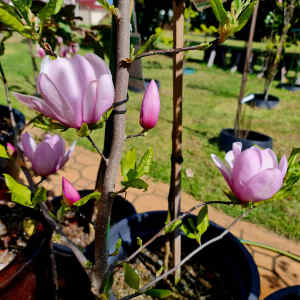 1.7m Magnolia Pinkie Deciduous Tree in 330mm pot