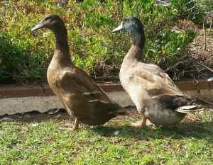 2 Purebred Khaki Campbell Ducks for sale 1 Male and 1 Female