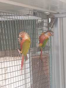 Urgent give away Conure breeding pair