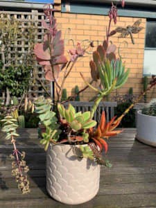 Mixed Succulents plants in a Pink Pot - Yarraville