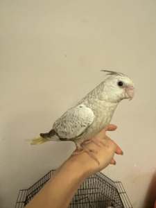 Hand raised cockatiel for sale