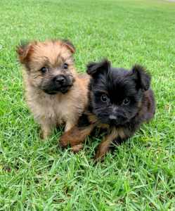 Porkie Puppies (Yorkshire Terrier X Pomeranian)