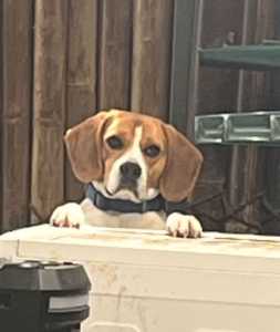 Beagle 3 years old free to good home