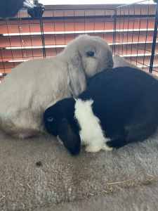 Sold pending -Bonded bunny pair, indoor home only. 