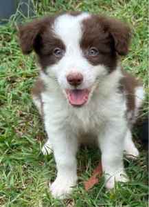Border Collie Puppies, male and female, last two