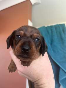 ANKC registered mini smooth dachshund puppies