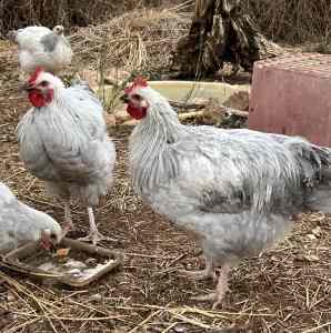 Chickens- Lavender Sussex Roosters