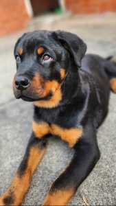 Friendly, Energetic Rottweiler Pup Looking for a Loving Home! 🐾