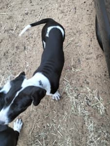 Beautiful Puppy with Olympic mark on her neck! 350$ ono