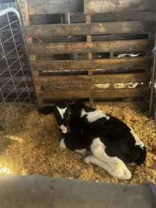 Holstein Friesian Bull calves