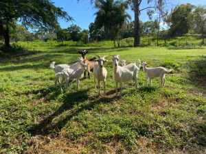 3 Goat Doe Mamas and 3 Female Kids