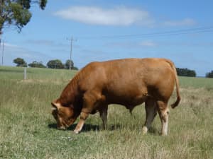 Limousin Bull Registered