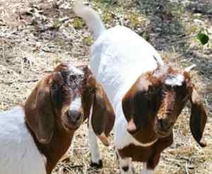 Sydney Boer Goats 