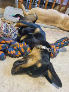 Kelpie in need of his forever home