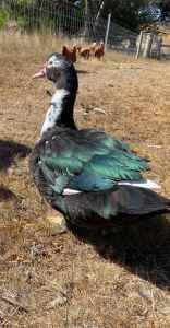 Muscovy Drakes for sale