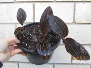 Jewel Orchid - Ludisia Discolour Terrarium Indoor Plant in 160mm pot