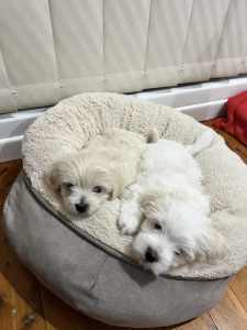 2x female pure Maltese puppies