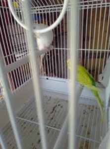 Budgies for sale breeding pairs $60 each young budgies $20 to $30 each