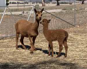 Brown female alpaca with female cria to foot