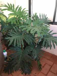 Established Healthy Philodendron Xanadu