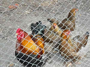 Chickens - Heritage Laying Hens