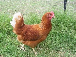 Chickens/Chooks/Hens/Isa Brown/Pullets/Black chickens/white leghorn