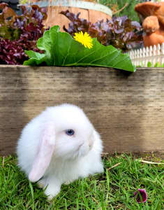 pet rabbits for sale canberra
