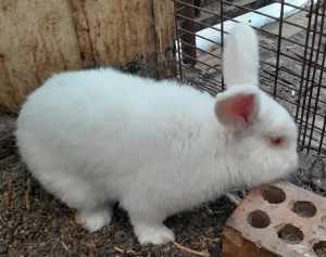15 month White Male Rabbit