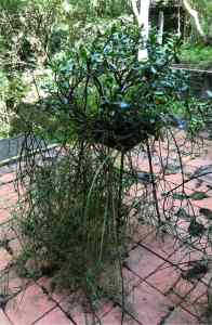 an installation of 2 fab plants, a succulent with a fine rhipsalis....