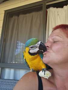 Blue & Gold Macaw hand reared babies