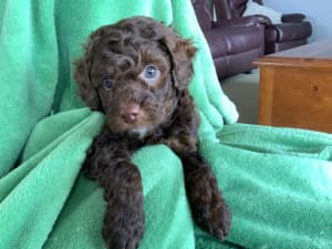 Toy Poodle X Toy Moodle Puppies - READY FOR REHOMING