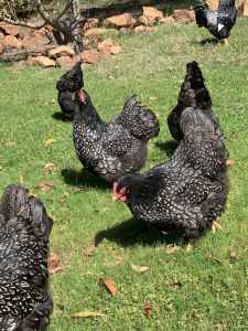 Day Old Chicks - Orpington - Silver Laced Barnevelder - Olive Egger 