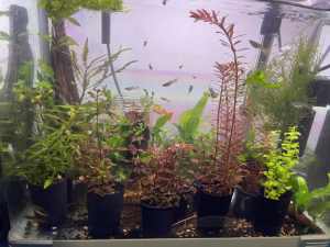 Fresh Water Aquarium Plants
