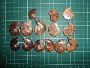 14X ammonites polished fossils 2cm to 3.2cm diameter n fossil book