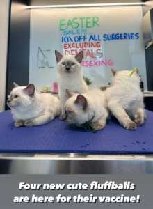 RAGDOLL Kittens available (good price)