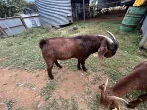 Boer goats - Hand Raised