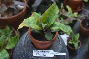 Cryptanthus Strawberry Flambe In Terracotta Pot, exact plant as shown.